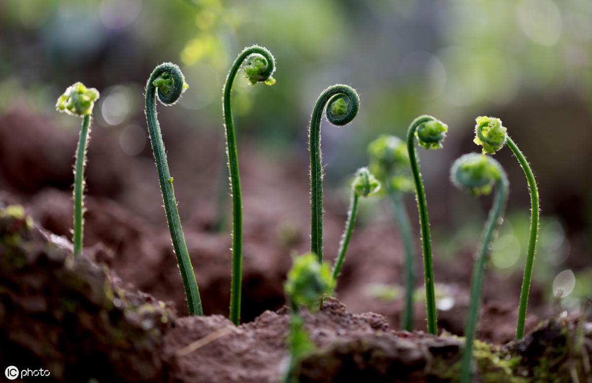 蕨菜怎么种植技术_种植蕨菜技术与管理_种植蕨菜技术要点