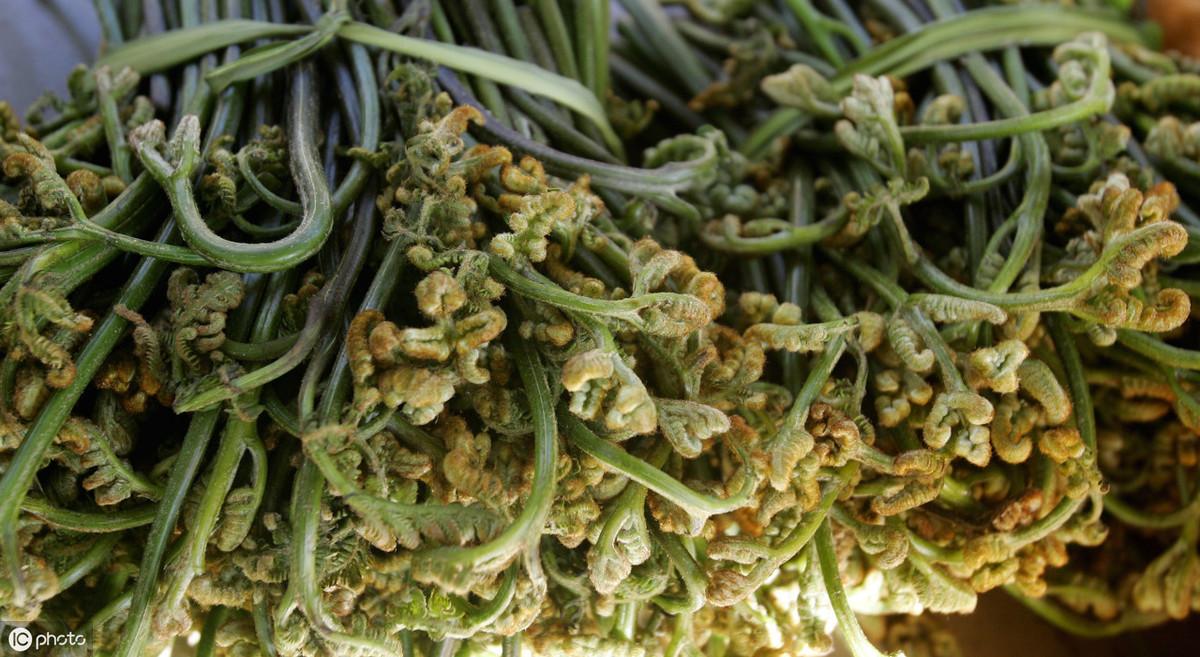 种植蕨菜技术要点_种植蕨菜技术与管理_蕨菜怎么种植技术