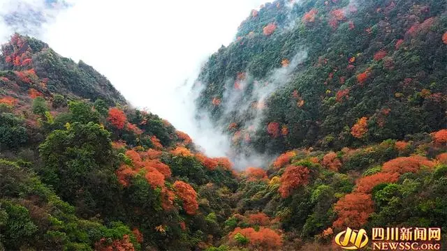 致富经黑水鸡_致富经巴山黑鸡_巴山黑鸡价格