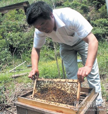养蜂大户酿造“甜蜜”致富路一年收入可达10万元