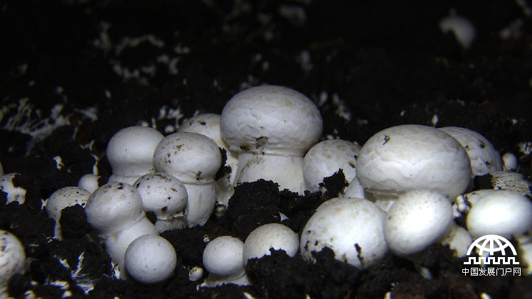 金针菇种植效益如何_金针菇种植骗局_致富经种植金针菇种植