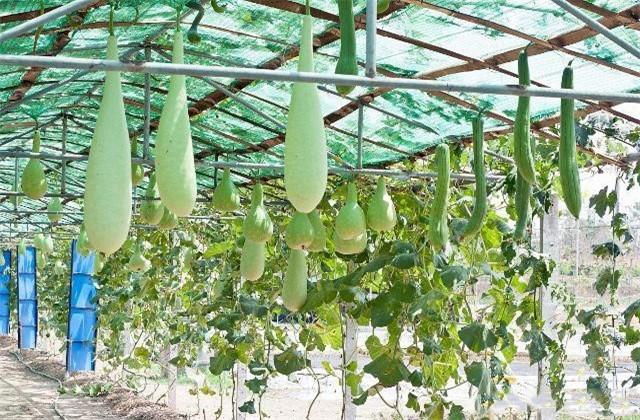 农业种植：冬瓜矮架密植早熟高产的方法
