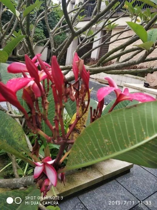 鸡蛋花种植技术_鸡蛋种植花技术视频_鸡蛋种植花技术要点