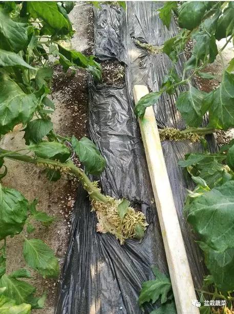旱甜瓜种植致富_农广天地甜瓜种植技术视频_甜瓜种植技术