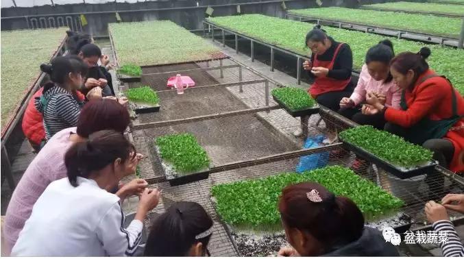 农广天地甜瓜种植技术视频_甜瓜种植技术_旱甜瓜种植致富
