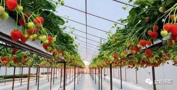 旱甜瓜种植致富_农广天地甜瓜种植技术视频_甜瓜种植技术