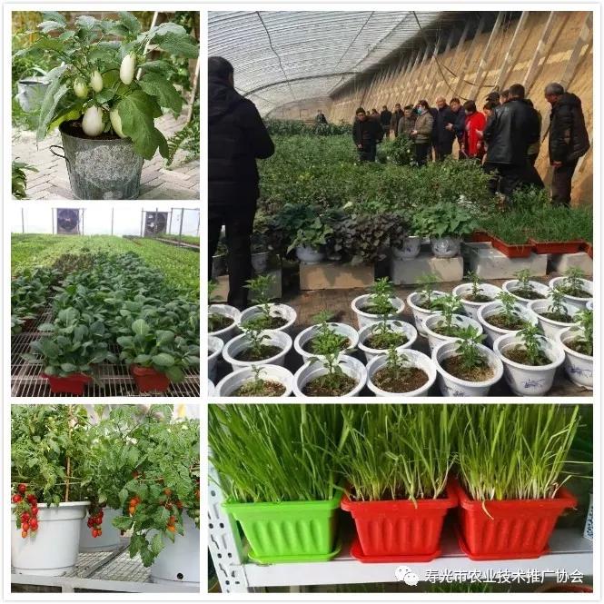 农广天地甜瓜种植技术视频_旱甜瓜种植致富_甜瓜种植技术
