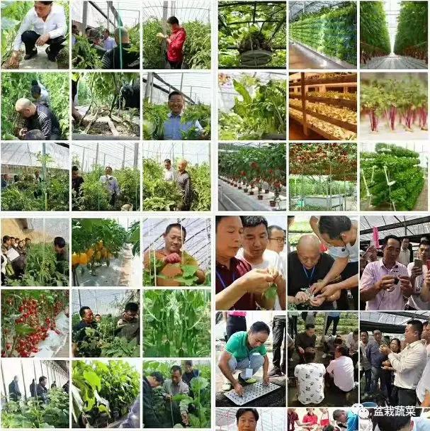 甜瓜种植技术_旱甜瓜种植致富_农广天地甜瓜种植技术视频