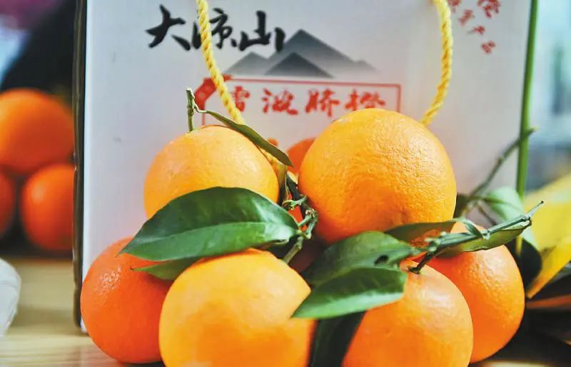 视频种植树桑葚技术教程_桑葚树种植技术视频_如何种植桑树视频吗