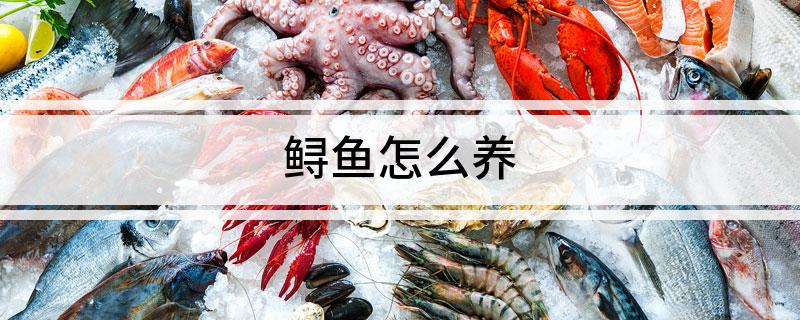 致富养殖鲟鱼技术要求_致富养殖鲟鱼技术视频_致富经鲟鱼的养殖技术
