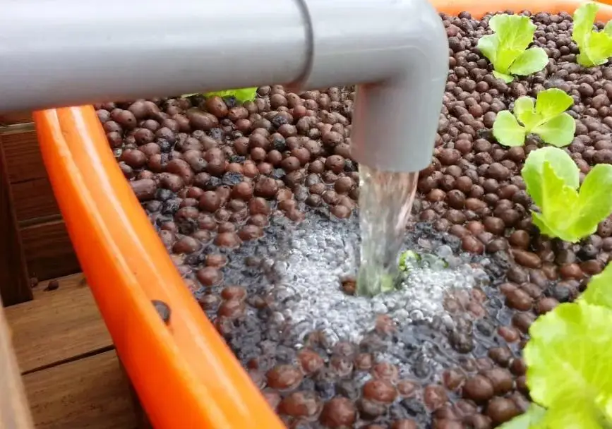 种植养殖技术_种菜养殖技术_养殖种菜技术有哪些