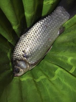 养殖鱼虾的过程_虾蟹鱼养殖技术_养鱼养虾养蟹哪个好养