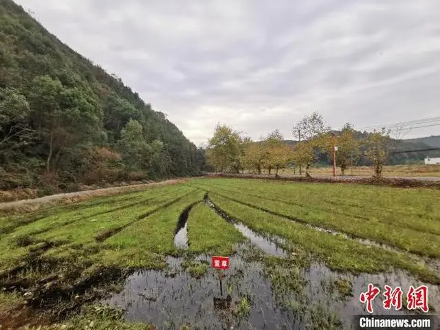 聊城麦冬种植致富_麦冬种植价格_山东曹县麦冬种植