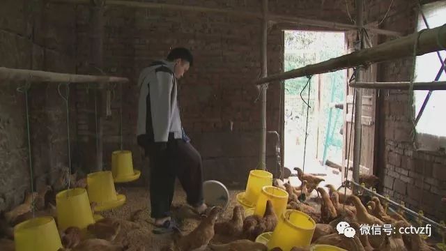 致富经cctv7养鸡视频全集_致富经cctv7养土鸡视频_cctv7 致富经养鸡视频