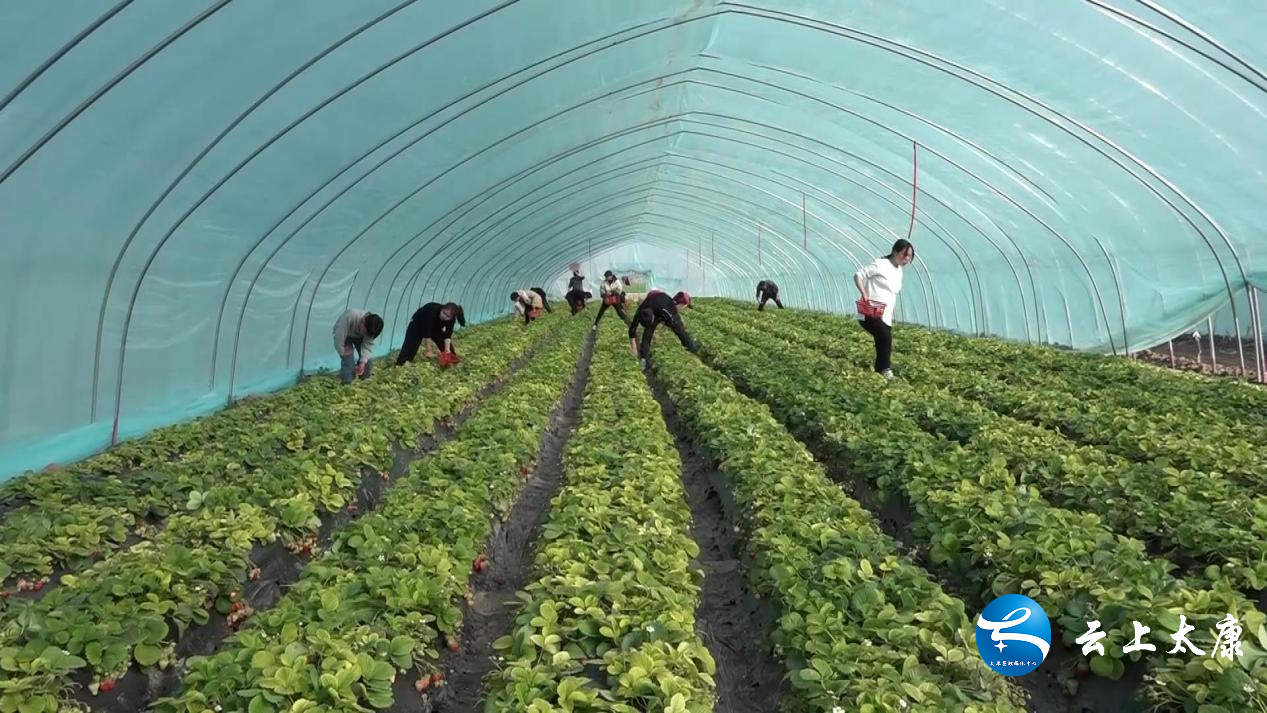 太康：一颗草莓的致富经