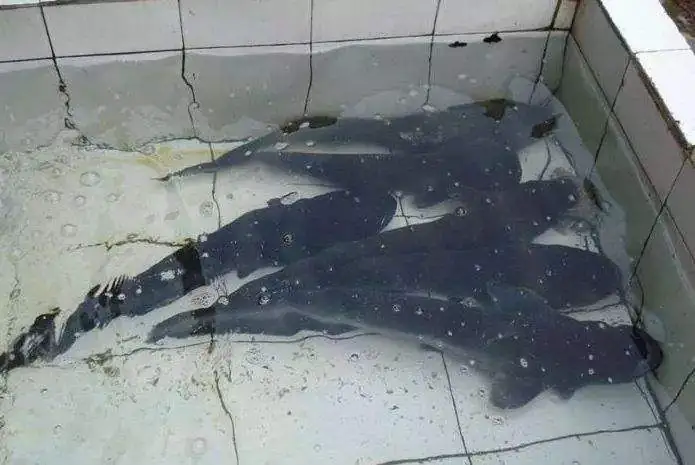 致富经重庆张雷鮰鱼_致富经重庆张雷鮰鱼_致富经重庆张雷鮰鱼