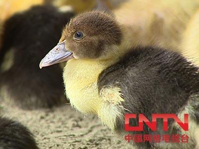 致富经cctv7养土鸡视频_cctv7 致富经养鸡视频_致富经养鸡视频大全