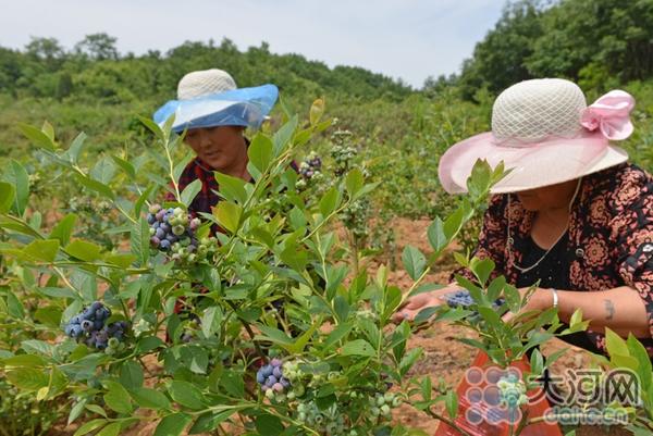 鲁山县：发展农村特色种植产业 助农增收脱贫致富