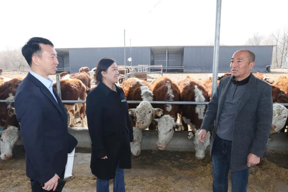 养牛大户的致富经_致富大户养牛视频_致富大户养牛文案