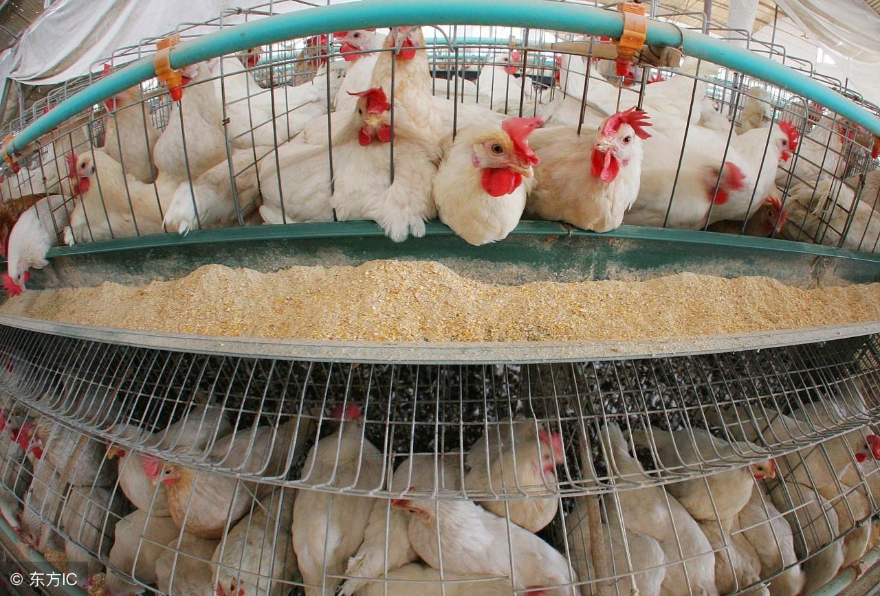肉鸡养殖 技术_养殖肉鸡技术大全_养殖肉鸡技术培训