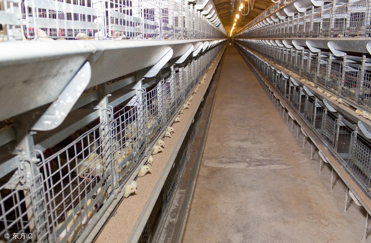 肉鸡养殖 技术_养殖肉鸡技术大全_养殖肉鸡技术培训