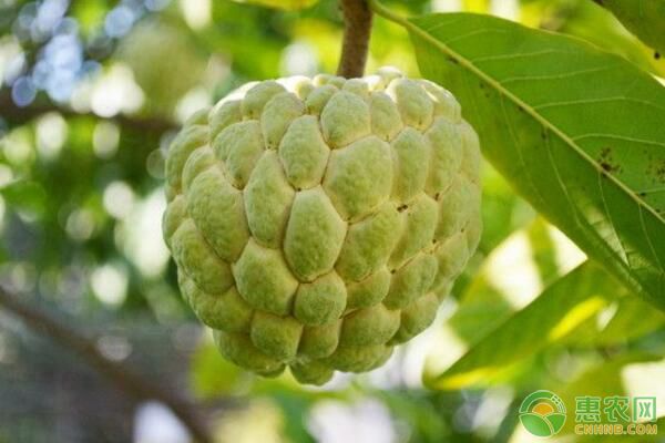 种植释迦果的注意事项_释迦果种植致富经_致富经释迦种植视频