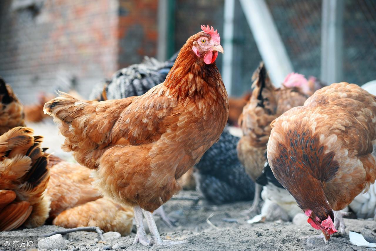 养殖肉鸡技术培训_养殖肉鸡技术要求_肉鸡养殖 技术