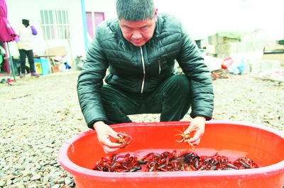 龙虾养殖致富事迹_致富事迹龙虾养殖心得体会_致富事迹龙虾养殖心得