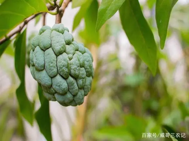 释迦果种植管理别忽视，这些树枝修剪方式很关键，学到就是赚到