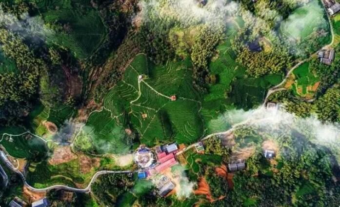 致富重生_致富经重楼种植视频_致富经重楼