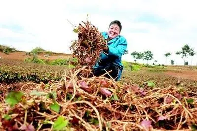 鱼腥草如何种植技术_种植鱼腥草前景如何_种植鱼腥草技术视频