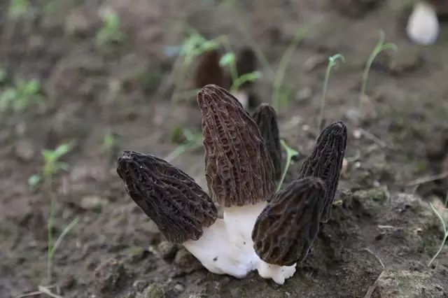 农业致富网羊肚菌种植_致富经羊肚菌种植技术_羊肚菌种植技术培训视频