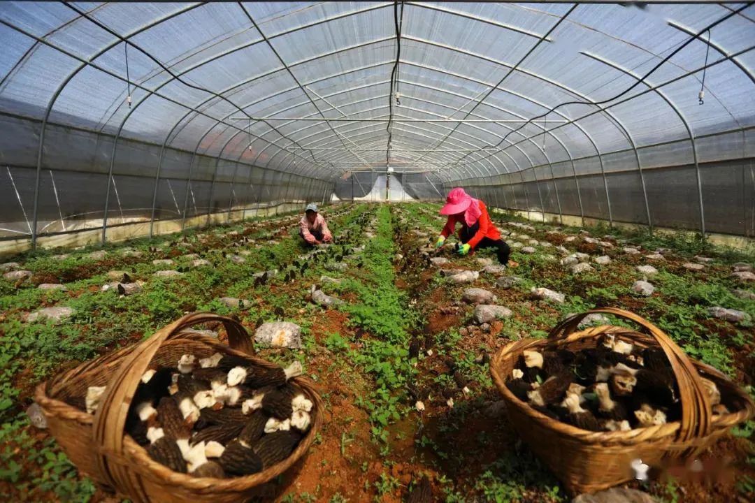 羊肚菌栽培技术（三）日光温室羊肚菌种植与管理关键技术