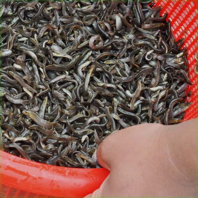 养泥鳅还需谨慎！北方地区养殖技术揭秘。
