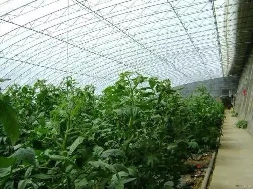 村种植致富能手_农村致富种植_农村致富种