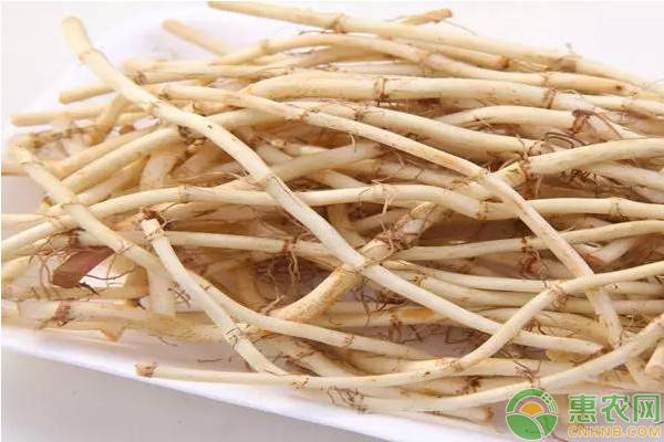 鱼腥草的高产种植技术-图片版权归惠农网所有