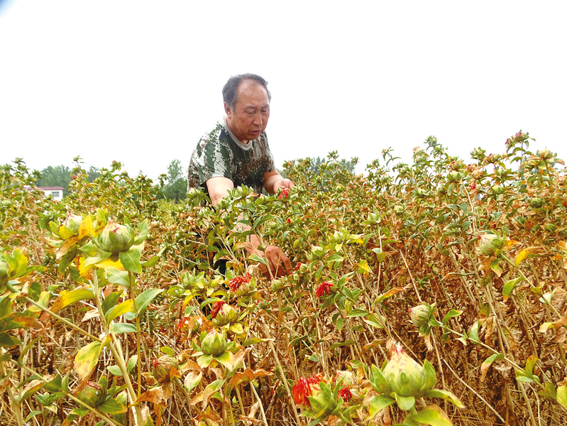 汝南县：小小中药材致富“金药方”