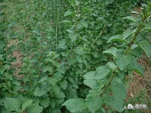 致富枸杞种植叶子图片_种植枸杞叶致富_叶用枸杞种植