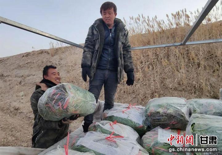 种植枸杞叶致富_致富经枸杞种植视频_致富枸杞种植叶子图片