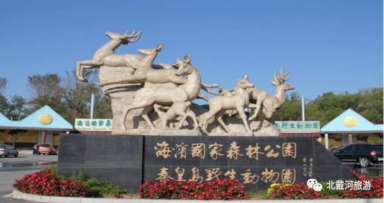 种植扶桑用什么土_扶桑的种植技术和片_扶桑花种子种植教程