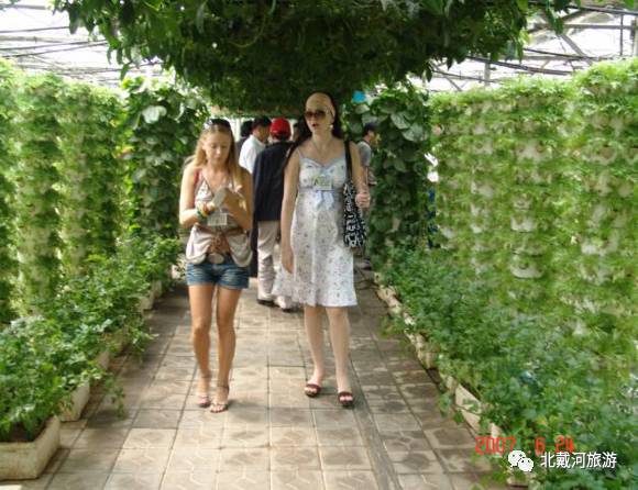 扶桑花种子种植教程_扶桑的种植技术和片_种植扶桑用什么土