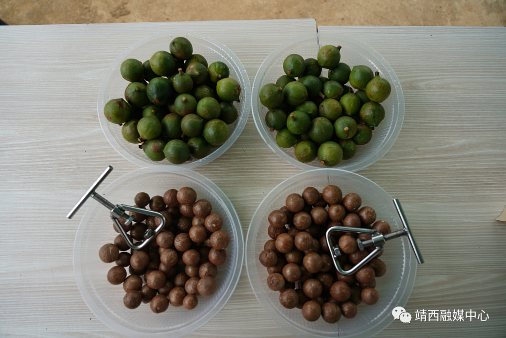 种植澳洲坚果致富_致富澳洲坚果种植视频_澳洲坚果种植效益