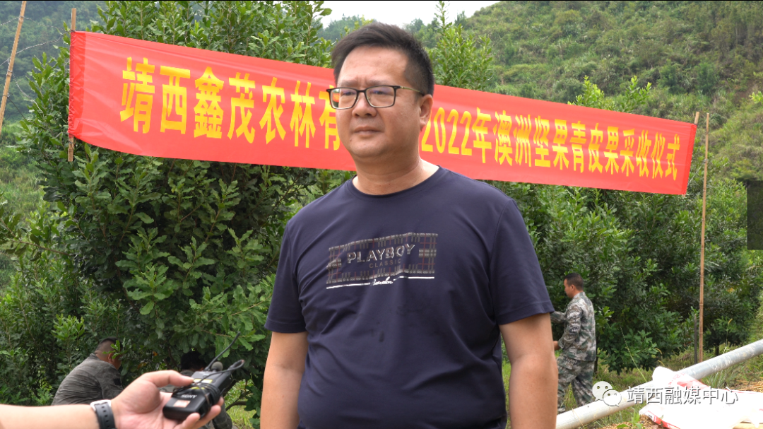 澳洲坚果种植效益_种植澳洲坚果致富_致富澳洲坚果种植视频