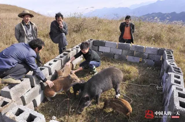 野猪养殖厂_养殖业野猪_致富经野猪养殖