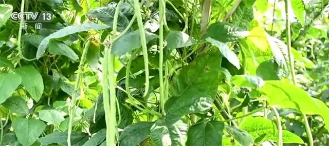 致富经豆丹养殖_致富经豆丹养殖视频_江豆种植致富