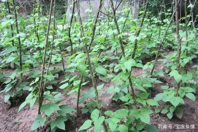 种番茄，如何管理才能高产？