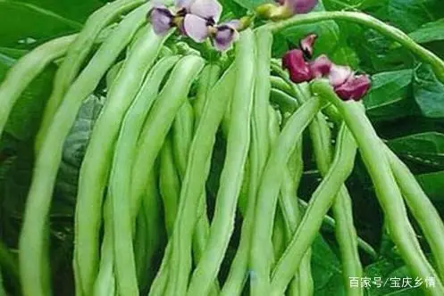 致富经豆丹养殖视频_致富经豆苗生产_江豆种植致富