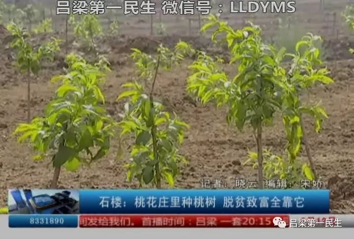 桃花种苗批发_桃花庄种植致富_桃花种植