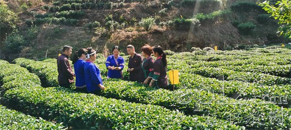 小小茶叶托起村民的“致富梦”——广西梧州农校带动水库移民学种茶以振兴乡村经济