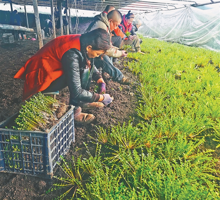 新春收获季 鲜菜俏四方 五常市半截河子村叫响绿色种植品牌